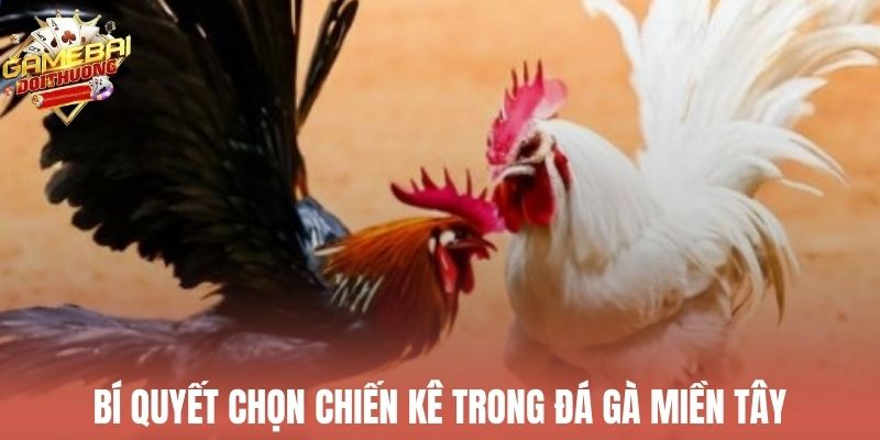 Bí quyết chọn lựa chiến kê chuẩn khi tham gia đá gà miền Tây
