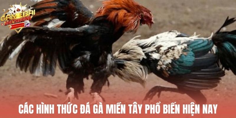 Các dạng đá gà miền Tây phổ biến được nhiều người yêu thích