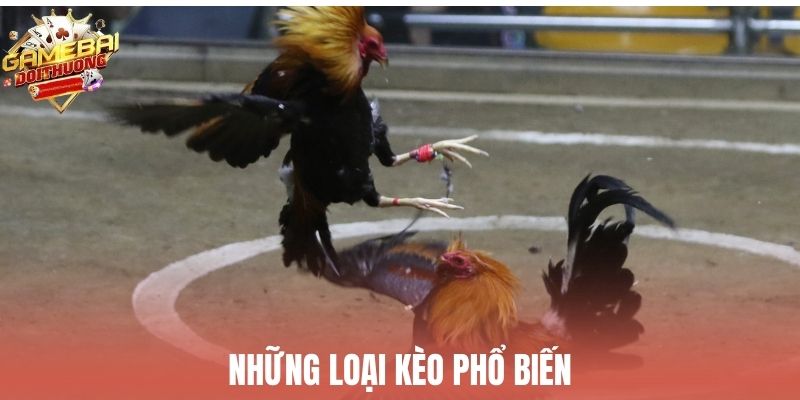 Đá gà trên mạng với các loại kèo phổ biến và dễ chơi
