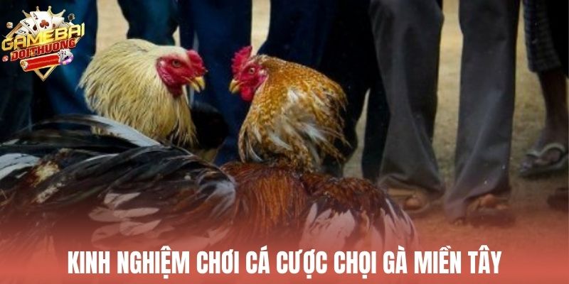 Kinh nghiệm cá cược đá gà miền Tây dành cho người chơi mới