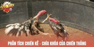 Kinh Nghiệm Cá Cược Đá Gà Trực Tuyến Hiệu Quả Lâu Dài