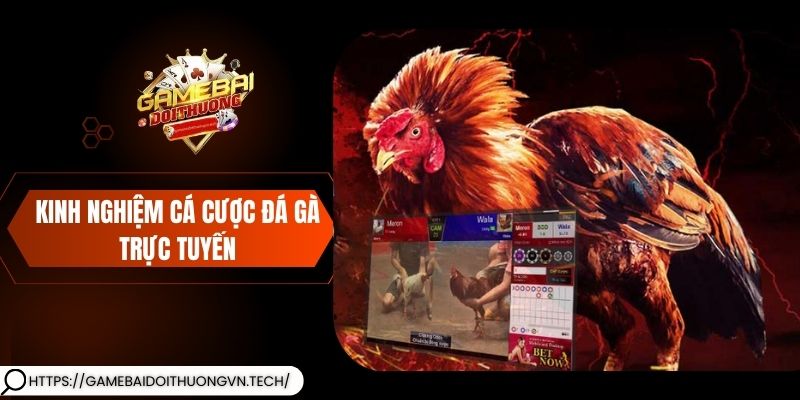 Kinh nghiệm cá cược đá gà trực tuyến dựa trên phân tích chiến kê