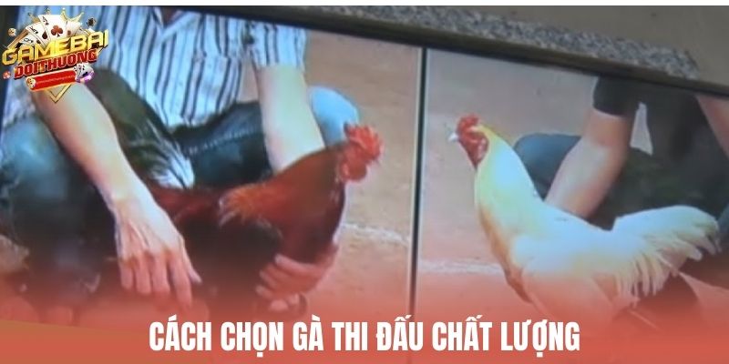 Tiêu chí chọn gà thi đấu chuẩn khi tham gia đá gà trên mạng