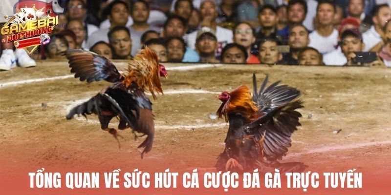 Tổng quan sức hấp dẫn từ kinh nghiệm cá cược đá gà trực tuyến